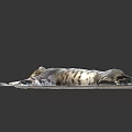 Adorable Tabby Cat Lying Comfortably On Soft Carpet With Beige Mat