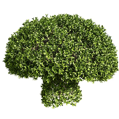 modern shrub mushroom type green plant 3d model modern shrub mushroom type green plant 3d model