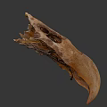 Ancient Flying Animal Skull Fossil With Preserved Skeletal Structure And Details