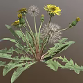Dandelion Plant with Yellow Flowers White Fluffy Seed Heads and Green Leaves