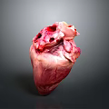 Medical Device Human Heart Model With Detailed Anatomical Structure For Education