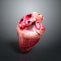 Modern Heart Human Heart Heart Anatomy 3d model