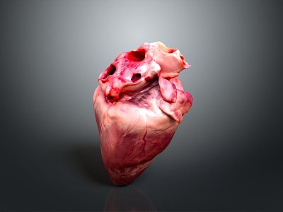 Modern Heart Human Heart Anatomy 3d model