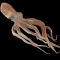 Detailed Brown Marine Squid With Extended Tentacles Isolated On Black Background