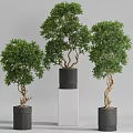 Modern Garden Ornaments with Potted Trees in Black Pots on White Pillars