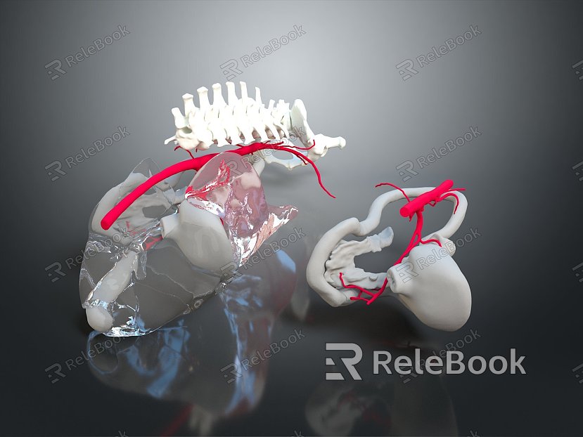 Visceral Human Body Visceral Human Body System Human Urinary System Human Circulatory System Human Body Internal Tissue model