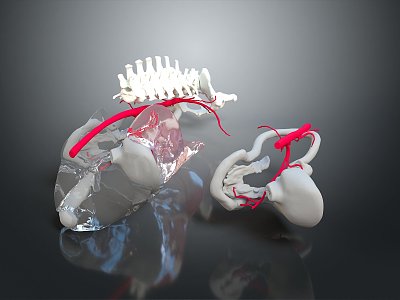 Visceral Human Body Visceral Human Body System Human Urinary System Human Circulatory System Human Body Internal Tissue model