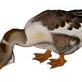 Duck With Brown White Feathers Bending Head And Orange Webbed Feet On Gray Background