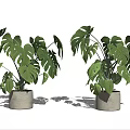 Monstera Potted Plants With Lush Green Leaves In Gray Concrete Pots On White Background