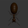 Detailed 3D Rendered Ant With Large Round Abdomen On Smooth Dark Surface With Reflection