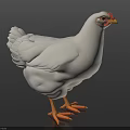 White Chicken With Red Comb And Yellow Claws Standing On Black Surface