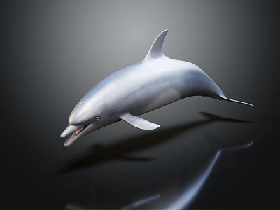 Realistic Silver 3D Dolphin Model With Glossy Surface And Reflection On Black Background 3d model