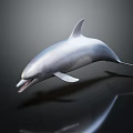 Realistic Silver 3D Dolphin Model With Glossy Surface And Reflection On Black Background 3d model