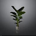 Lush Potted Plant With Large Green Leaves In White Textured Pot Against Gray Background