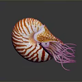 Nautilus Marine Animal With Spiral Striped Orange And White Shell And Tentacles