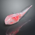 Transparent Marine Creature With Red Body Accents And Slender Tail Structure