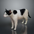 Black and white cat standing on smooth reflective surface against gray background 3d model