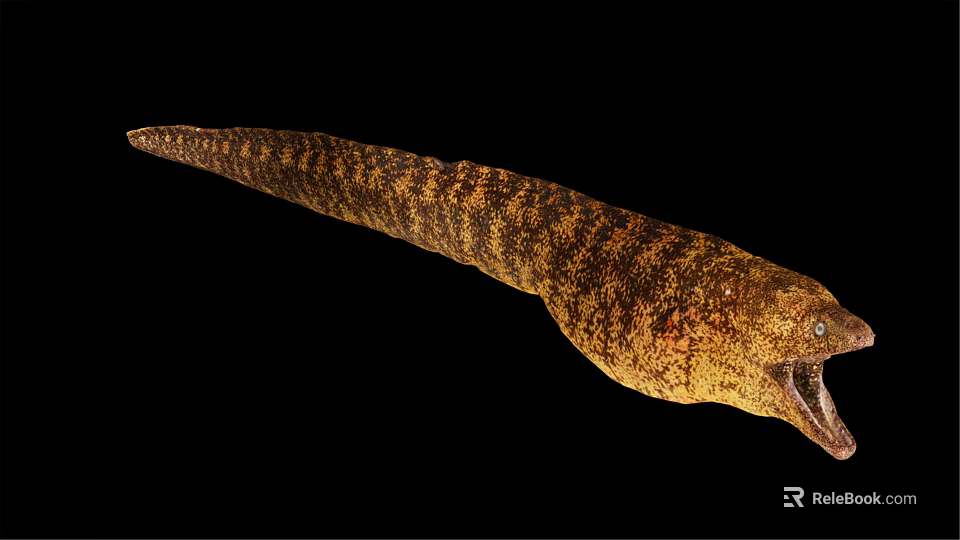 Yellow Brown Striped Moray Eel With Long Slender Body And Open Mouth 3d model 