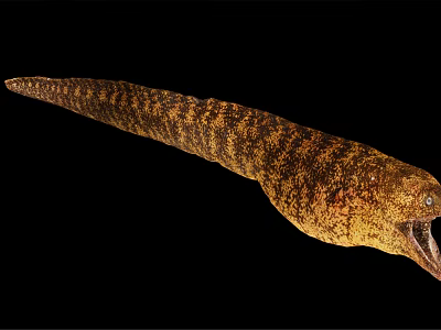 Yellow Brown Striped Moray Eel With Long Slender Body And Open Mouth 3d model