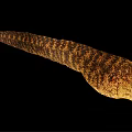 Yellow Brown Striped Moray Eel With Long Slender Body And Open Mouth