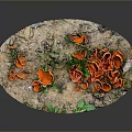 Vibrant Red Mushrooms And Green Grass Growing On Natural Rock Surface