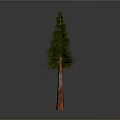 Tall Green Pine Tree With Orange Trunk And Lush Foliage On Gray Background