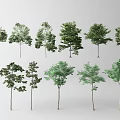 Diverse Arbor Trees With Varied Trunk Structures And Lush Green Foliage 3d model