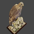 Majestic Eagle Standing On Rocky Perch In Natural Outdoor Environment