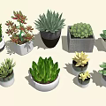 Decorative Potted Plants Various Types Different Shapes Sizes on Gray Tabletop with Gray Background 3d model
