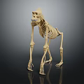 Medical Device Realistic Skeleton Model For Anatomical Study And Veterinary Training 3d model