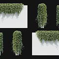 Lush Green Vines With Trailing Foliage Covering White Vertical Walls In Various Climbing Patterns