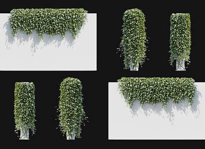 Modern Spring Matta Vine Climbing Wall Plant Evergreen Matta Cattle Horse Vine Big Blood Vine Cotton Vine Parthenocissus Vine Plant Vine Pillar Plant Wall 3d model