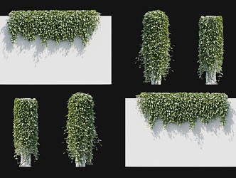 Modern Spring Matta Vine Climbing Wall Plant Evergreen Matta Cattle Horse Vine Big Blood Vine Cotton Vine Parthenocissus Vine Plant Vine Pillar Plant Wall 3d model