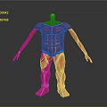 Human Limb Muscle Anatomy Model With Red Tissue And Yellow Bone Structure