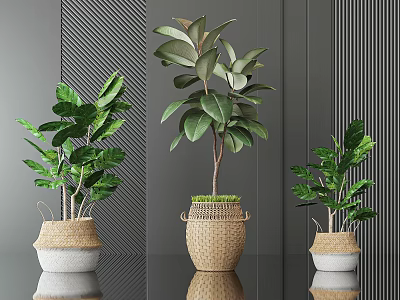 Indoor Bonsai Plants with Green Leaves in Wicker Planters for Modern Home Decoration 3d model