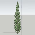 Tall Evergreen Arbor Standing Against Blue Sky With White Clouds And Open Ground
