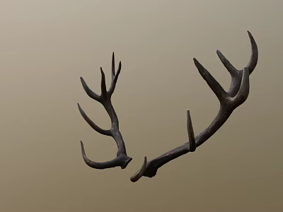 Natural Brown Deer Antlers As Decorative Wall Art For Rustic Homes 3d model