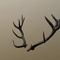Natural Brown Deer Antlers As Decorative Wall Art For Rustic Homes