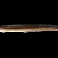 Slender Elongated Fish With Light Brown Color On Black Background