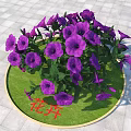 Vibrant Purple Flowers Blooming On Circular Green Grass With Gray Square Tiles