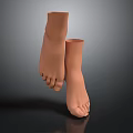 Detailed Human Foot Organ Model With Anatomical Structure And Realistic Design