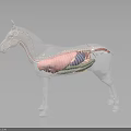 Transparent Horse Anatomical Model Showing Internal Organs And External Hair Structure