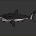 Aquatic Animal Shark With Open Mouth Sharp Teeth Gray Body And Bloodstains On Gray Background