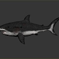 Modern shark great white shark fish 3d model