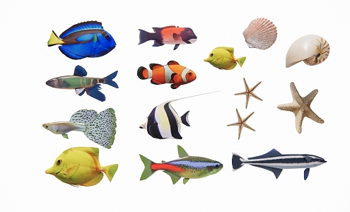 Marine Fish 3d model