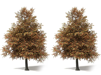 Two Lush Deciduous Trees With Orange Brown Leaves And Tall Dark Trunks 3d model