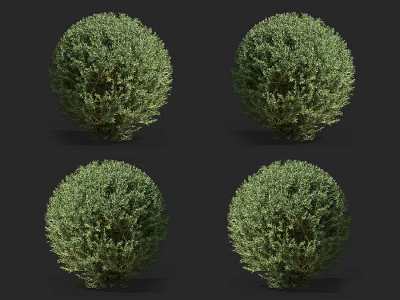 Well Maintained Round Green Spherical Shrubs For Outdoor Garden Landscaping 3d model