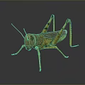 Realistic Yellow Grasshopper 3D Render With Black Stripes Long Legs And Body Details