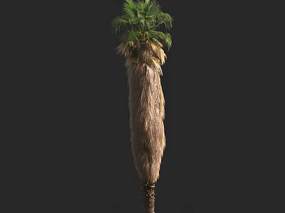 Tall Palm Tree With Green Fronds And Brown Fibrous Trunk In Natural Form 3d model