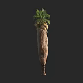 Tall Palm Tree With Green Fronds And Brown Fibrous Trunk In Natural Form